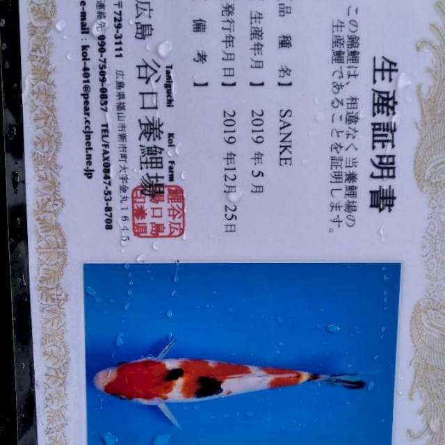 Sanke import Taniguchi