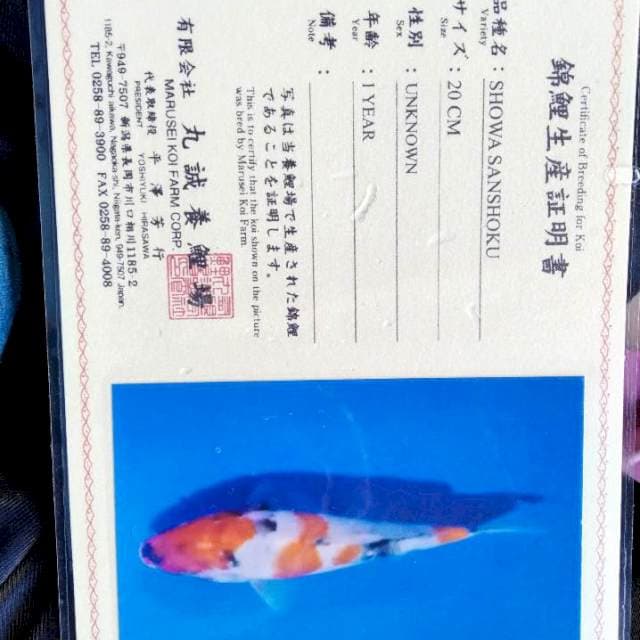 Showa import marusei