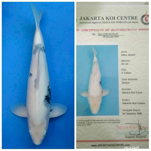 Okawa Jumbo Male Shiro