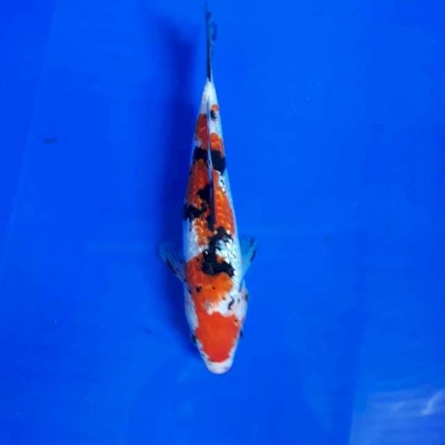 Maruten Kucibeni. Good Pattern