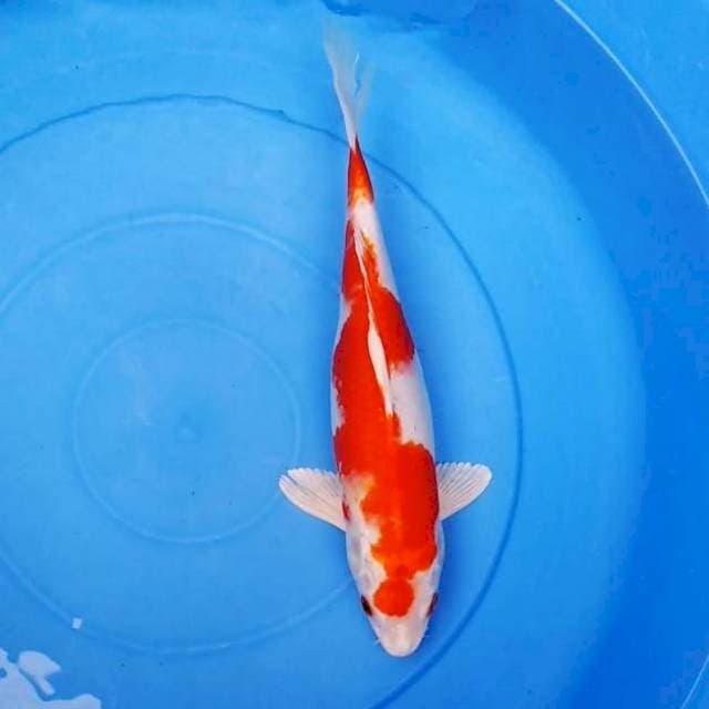 Kikushui ori