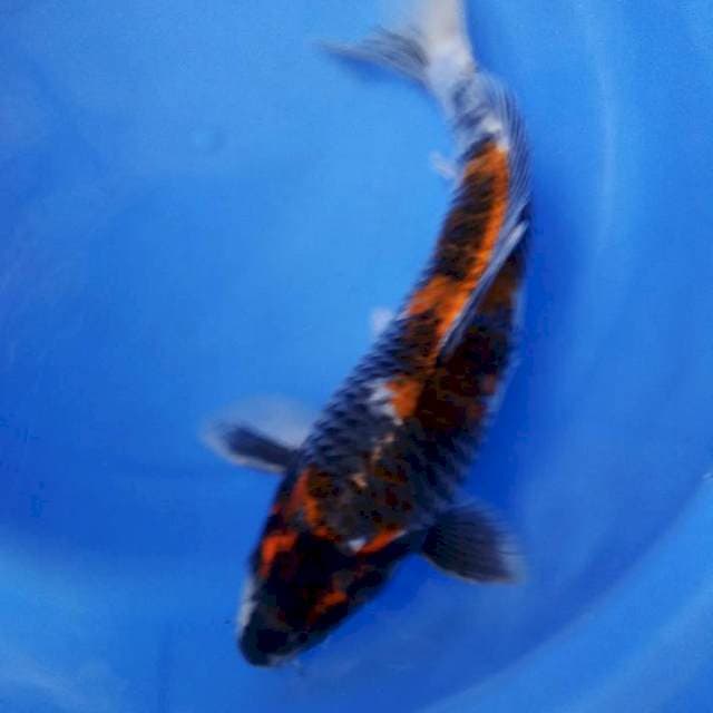 Kage showa 28cm male