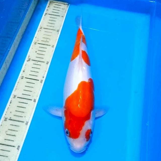 DOITSU MURNI KOHAKU 40bu