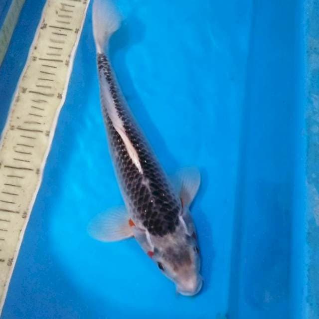 ASAGI MALE 40BU 