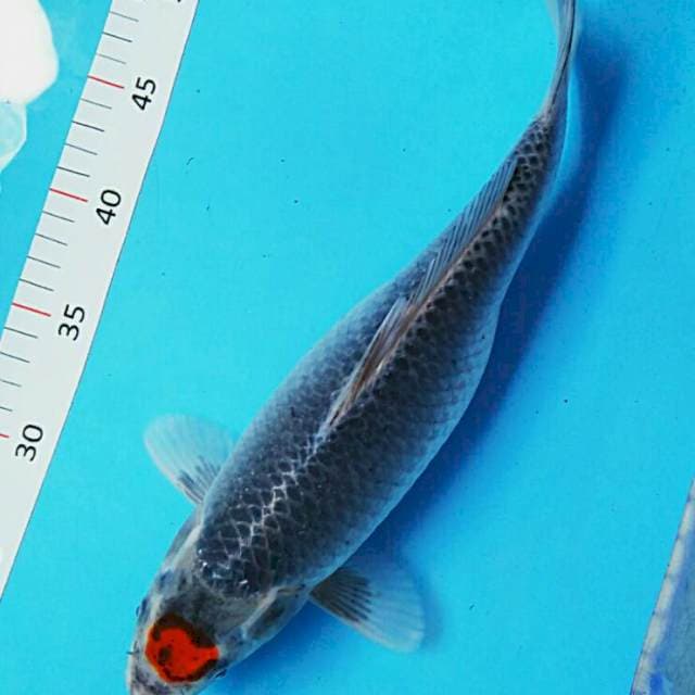 Tancho kawari 32cm