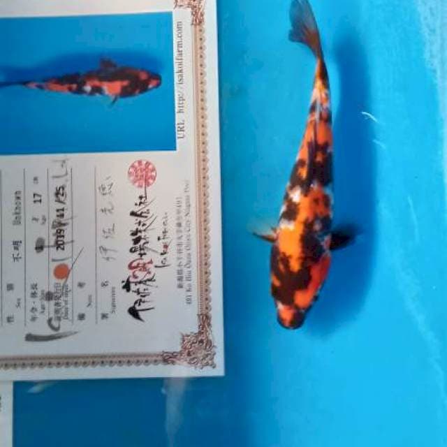 Showa isa new tosai