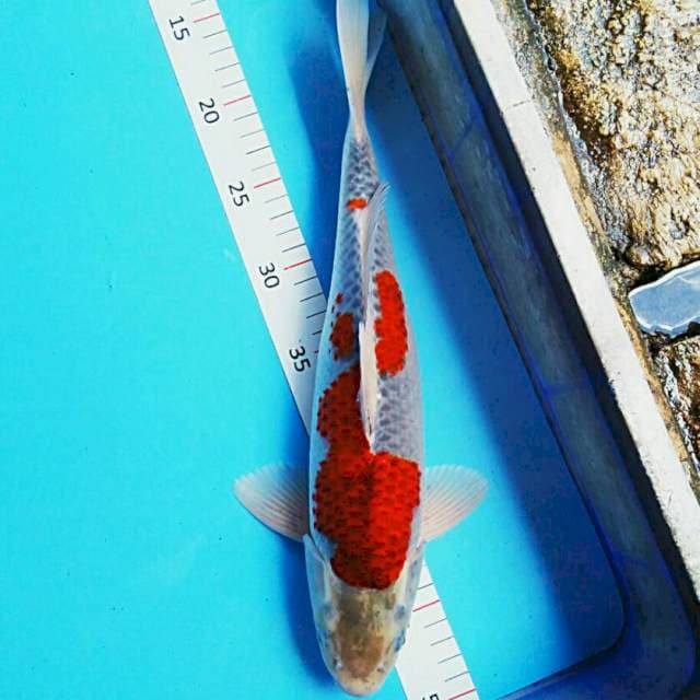 Budho goshiki 37cm male