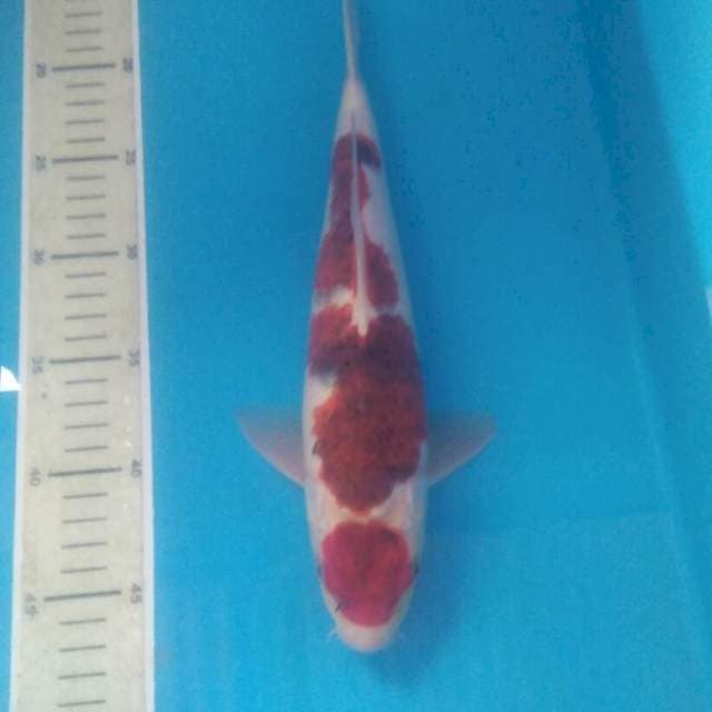 Koromo, male 32 cm