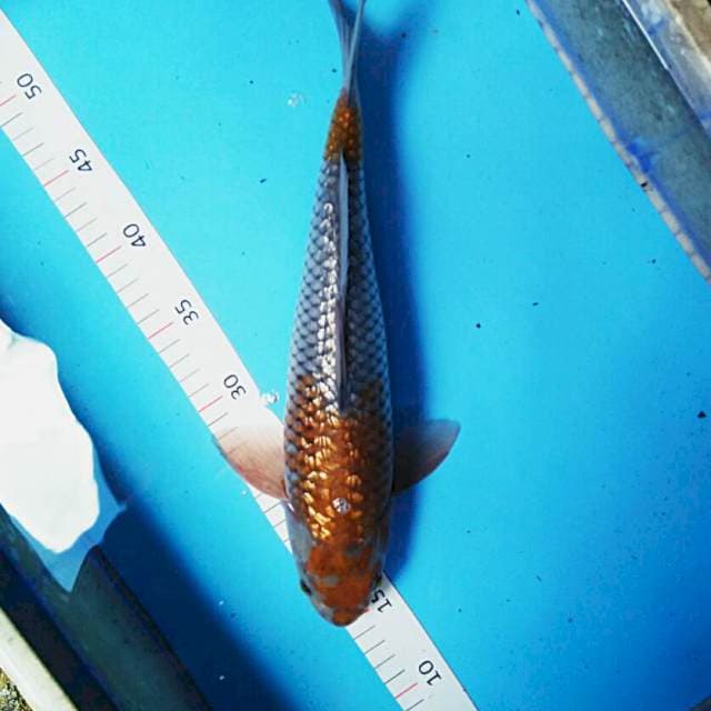 Ochiba ginrin 36cm male