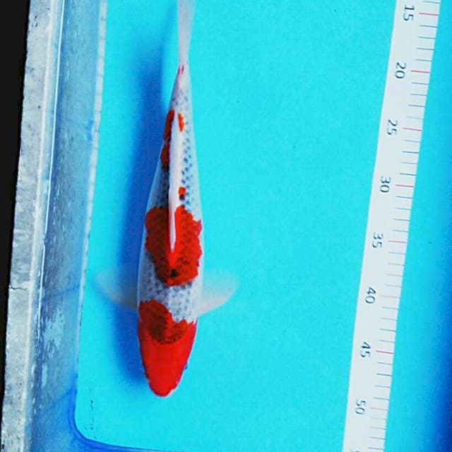 Red josss 36cm male