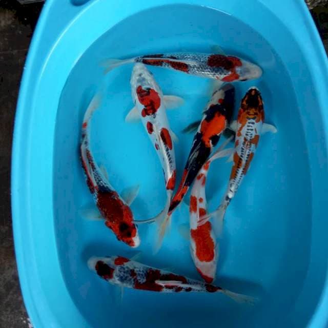 Mix koi