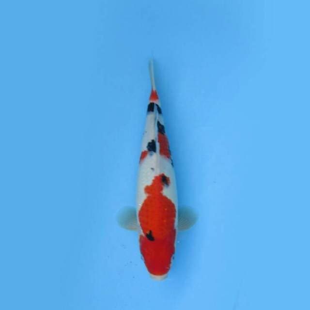 BKS ( SANKE 33 CM )