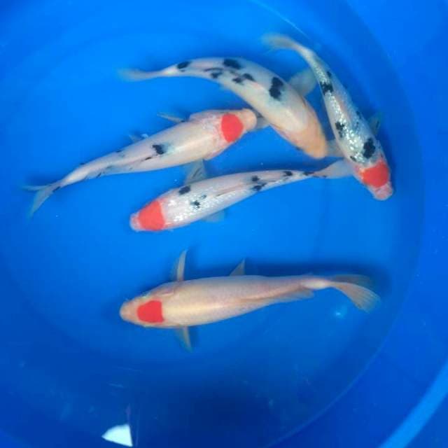 Mix koi