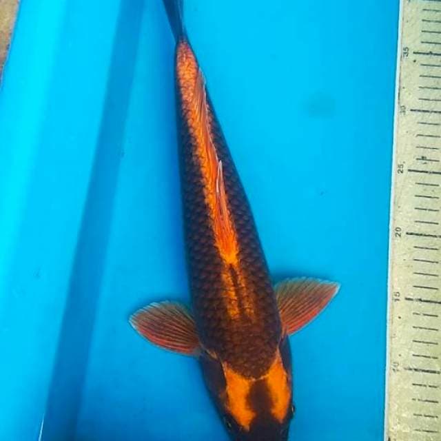 Kabuto 40cm