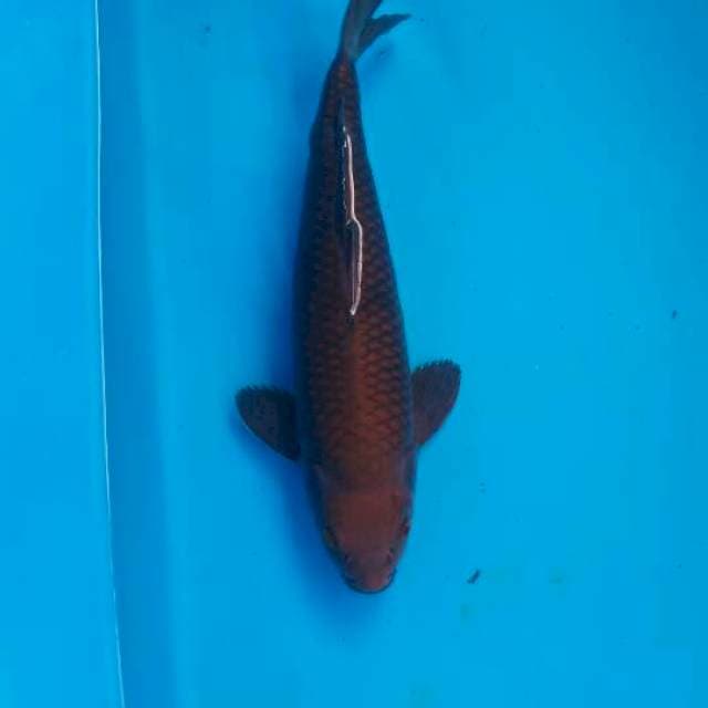 Chagoi Tembaga 35 cm