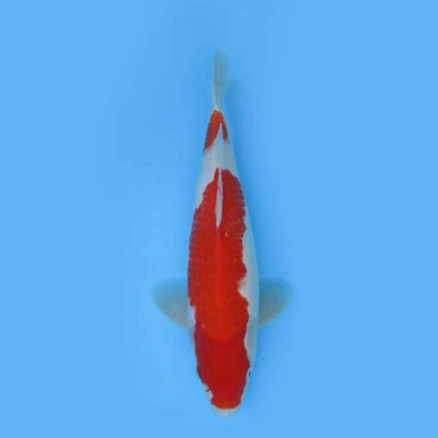 BKS ( KOHAKU 29 CM )