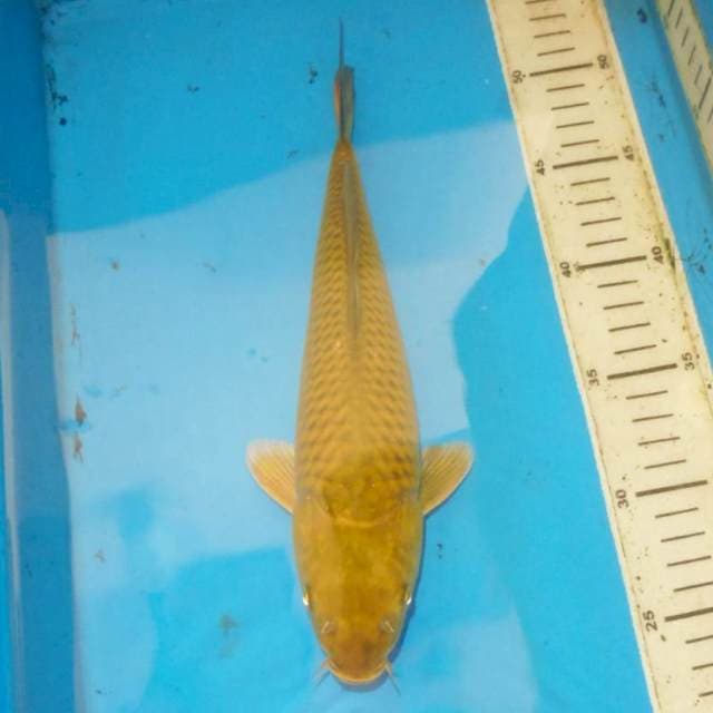 28cm CHAGOI