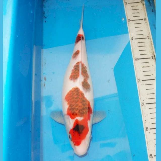 33cm KOROMO