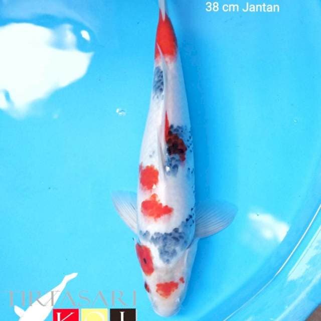 Kindai Showa 38 cm jantan