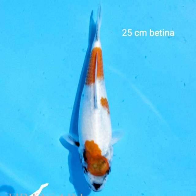 Showa Tategoi 25 cm
