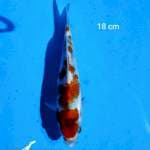 Showa Tategoi 18 cm