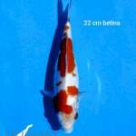 Kohaku 22 cm