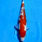 Kohaku 28 cm Betina