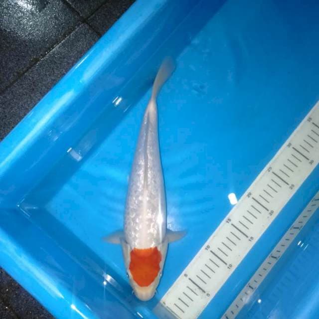 Tanco male ginrin 34cm punukan