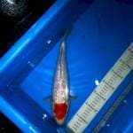 Tanco male ginrin 34cm punukan
