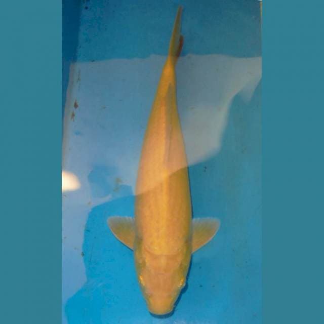 43CM KARASHI BIG BOY