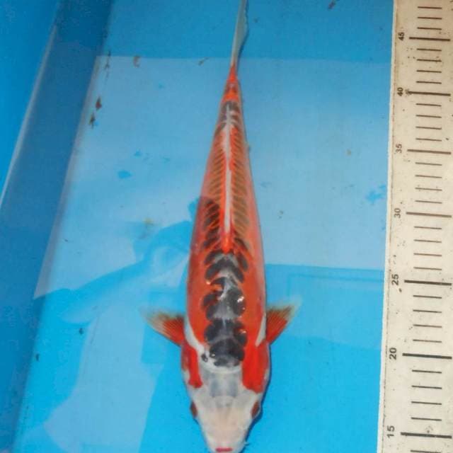 34CM HANA SHUSUI HQ