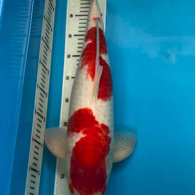 Kohaku f1 Best quality 54cm
