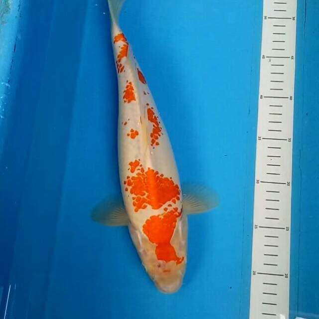 Kanoko MALE 37 CM