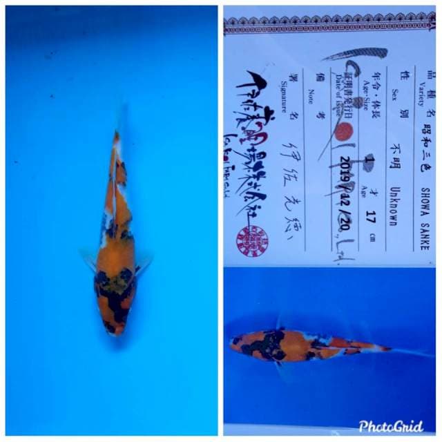 Showa isa tosai