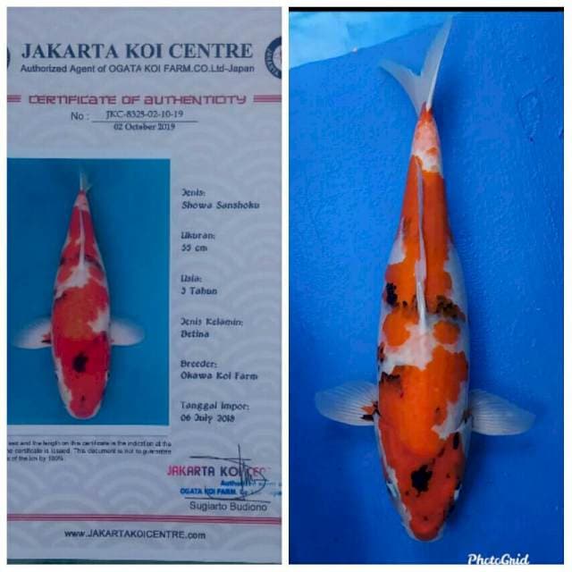 Okawa Jumbo Female Showa