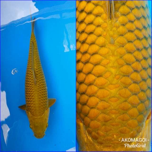 CHAGOI JUMBO 38cm 