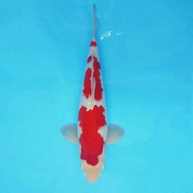 KARURA 2 - KOHAKU 3 STEPS ®