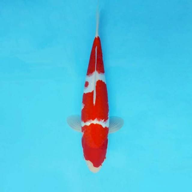 KARURA 8 - KOHAKU ®