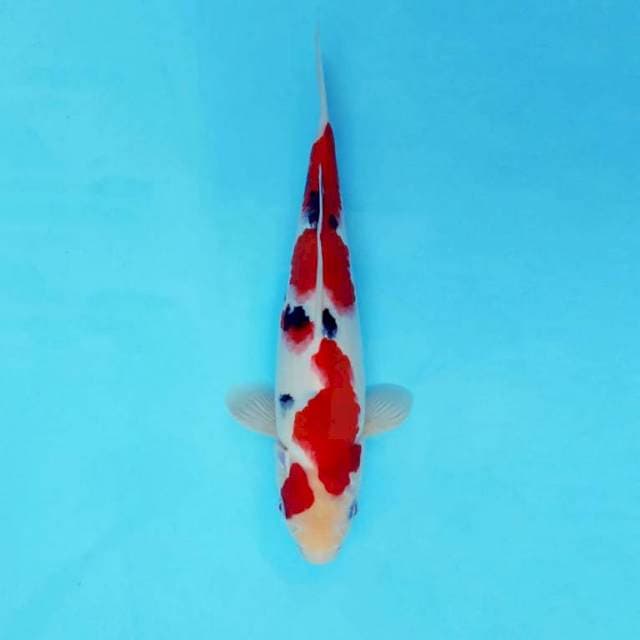 KARURA 9 - TAISHO SANKE ®
