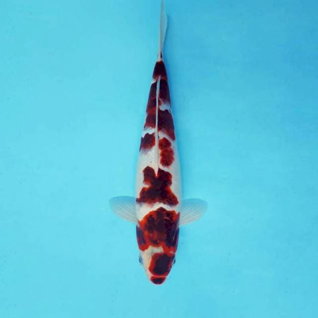 KARURA 13 - GOROMO ®