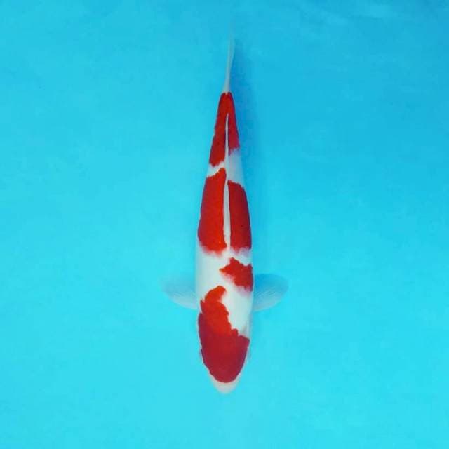 KARURA 15 - KOHAKU 4 STEPS ®