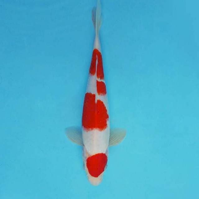 KARURA 18 - KOHAKU 4 STEPS ®