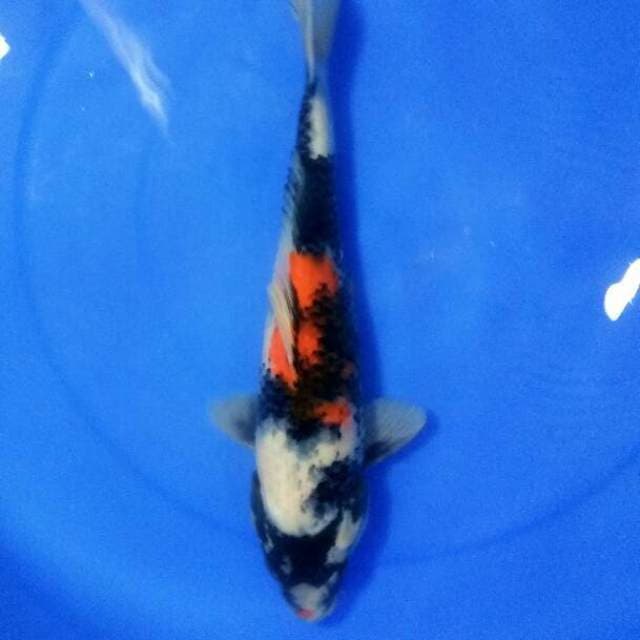 Showa 37cm