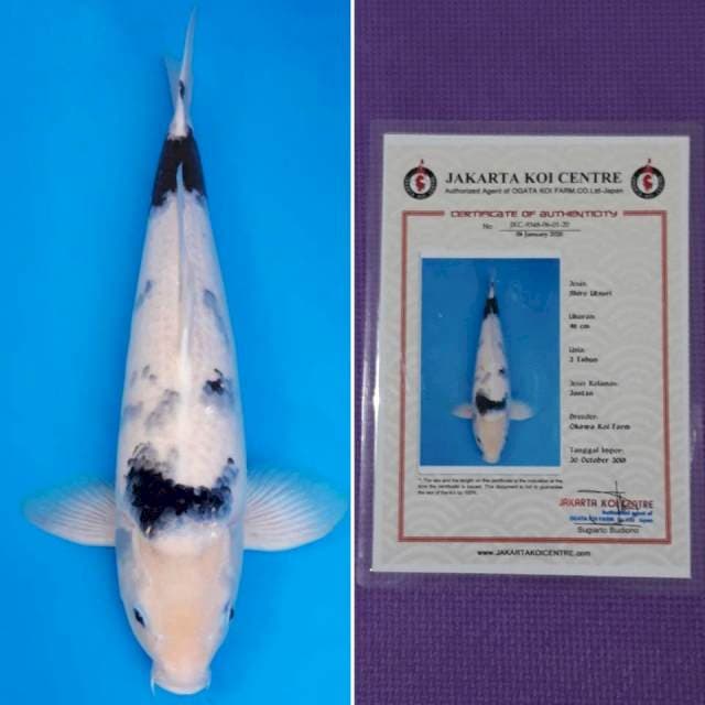 Okawa shiro 47cm