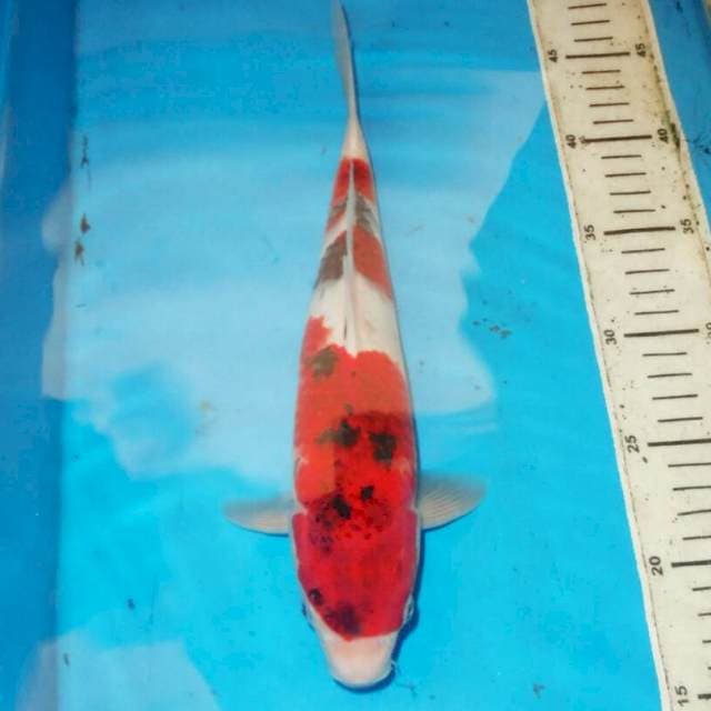 30cm KOROMO SANKE ANTIK