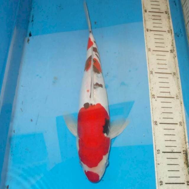 35cm Sanke Dalmation