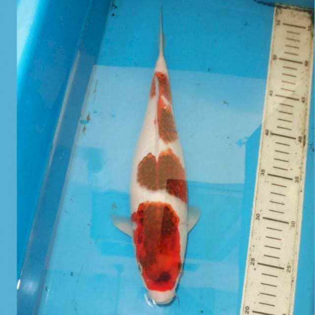 33cm Koromo