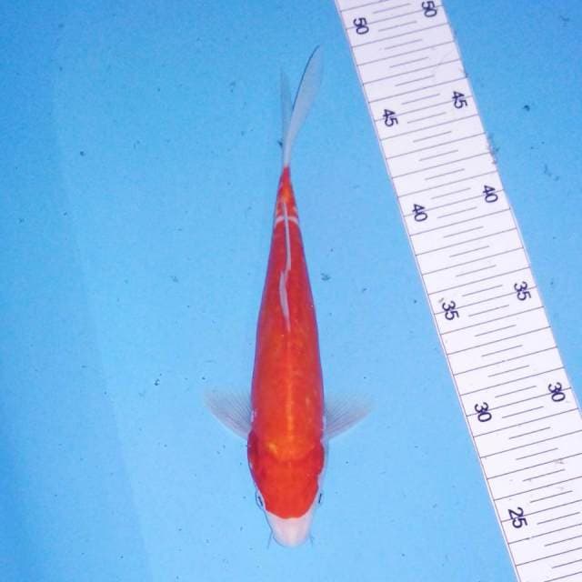 Kohaku doitsu 22cm
