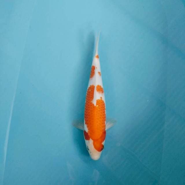 Kohaku bakat jumbo