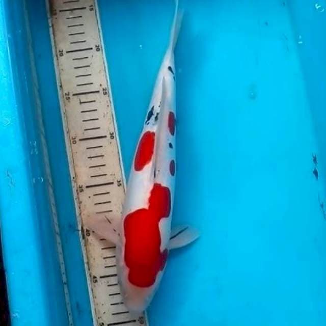 35cm BERSIH SANKE